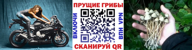 Псилоцибиновые грибы мухоморы  Купить где  Ельня 